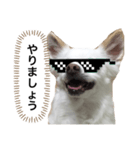 なにか言いたそうな犬（個別スタンプ：21）