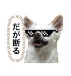 なにか言いたそうな犬（個別スタンプ：22）