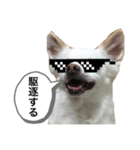 なにか言いたそうな犬（個別スタンプ：23）