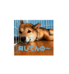 もなかスタンプversion1（個別スタンプ：1）