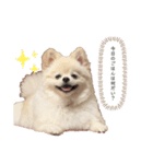 マイペースこてつの日常1（個別スタンプ：1）
