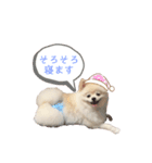マイペースこてつの日常1（個別スタンプ：3）