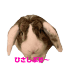 ロップイヤーのTiffanyくん Ⅳ（個別スタンプ：5）