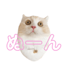 mugi stamp ①（個別スタンプ：4）