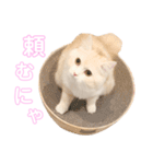 mugi stamp ①（個別スタンプ：13）