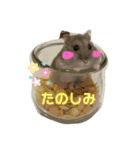 ハムスターのうめずい（個別スタンプ：5）
