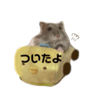 ハムスターのうめずい（個別スタンプ：7）
