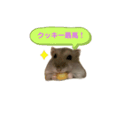 ハムスターのうめずい（個別スタンプ：13）