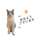 猫のぐりぐら 第二弾（個別スタンプ：1）