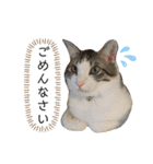 猫のぐりぐら 第二弾（個別スタンプ：3）