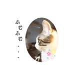 猫のぐりぐら 第二弾（個別スタンプ：5）