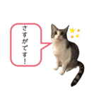 猫のぐりぐら 第二弾（個別スタンプ：6）
