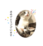 猫のぐりぐら 第二弾（個別スタンプ：7）