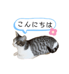 猫のぐりぐら 第二弾（個別スタンプ：9）