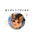 猫のぐりぐら 第二弾（個別スタンプ：10）