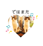 猫のぐりぐら 第二弾（個別スタンプ：16）