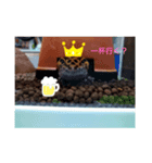 生活レオパ（個別スタンプ：3）