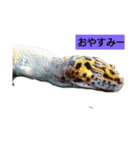 生活レオパ（個別スタンプ：6）