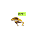 生活レオパ（個別スタンプ：7）