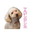 あやりな専用スタンプ（個別スタンプ：10）