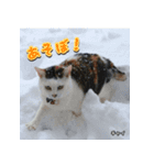 Maと愉快な仲間たち（個別スタンプ：7）