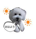 ビション・フリーゼのはるくん（個別スタンプ：3）