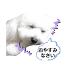 ビション・フリーゼのはるくん（個別スタンプ：4）