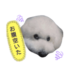 ビション・フリーゼのはるくん（個別スタンプ：6）
