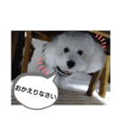 ビション・フリーゼのはるくん（個別スタンプ：13）