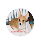 コーギー WIN（個別スタンプ：1）