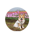 コーギー WIN（個別スタンプ：2）