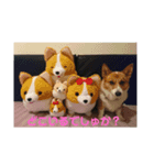 コーギー WIN（個別スタンプ：8）