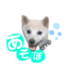 6丁目フレンズ（個別スタンプ：6）