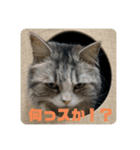 ウルのギャル語スタンプ（個別スタンプ：1）