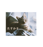 okinanee 01（個別スタンプ：3）