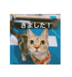 okinanee 01（個別スタンプ：14）