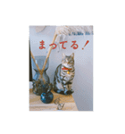 okinanee 01（個別スタンプ：20）