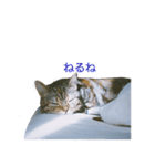 okinanee 01（個別スタンプ：28）