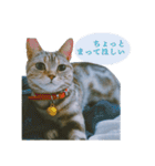 okinanee 01（個別スタンプ：31）