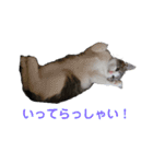 たっぴぃぃぃ（個別スタンプ：10）