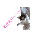 たっぴぃぃぃ（個別スタンプ：13）