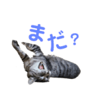たっぴぃぃぃ（個別スタンプ：28）