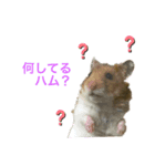 てるハム＆モカの表情（個別スタンプ：1）
