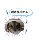てるハム＆モカの表情（個別スタンプ：2）