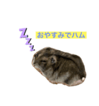 てるハム＆モカの表情（個別スタンプ：3）