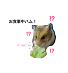 てるハム＆モカの表情（個別スタンプ：4）