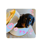 Julie ＆ Kengo（個別スタンプ：19）