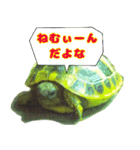 ヘルマンリクガメ りくちゃん（個別スタンプ：1）