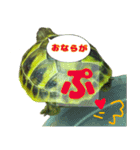 ヘルマンリクガメ りくちゃん（個別スタンプ：4）