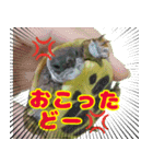 ヘルマンリクガメ りくちゃん（個別スタンプ：5）